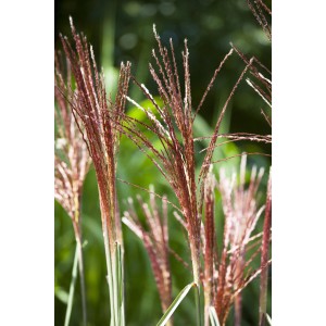 Detail GROW by OBI Čínska tráva Red Chief s červenými kvetenstvami.