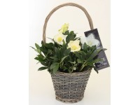 Q-Flower Čemerica čierna (Helleborus niger) výška cca 45 cm