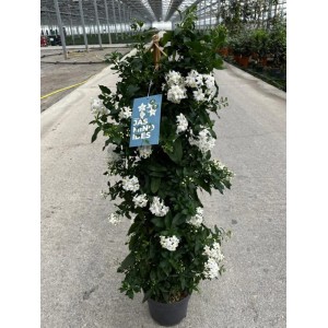 Letný jazmín (Solanum jasminoides) v kvetináči, výška cca 70 cm, s bielymi kvetmi. Ideálne ako črepníková rastlina.
