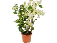 OBI Bugenvilea biela na špalieri priemer kvetináča cca 14 cm Bougainvillea