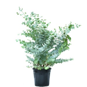 GROW by OBI Eukalyptus Azura v kvetináči, výška cca 50-60 cm. Modrý blahovičník so striebristo modrým olistením.