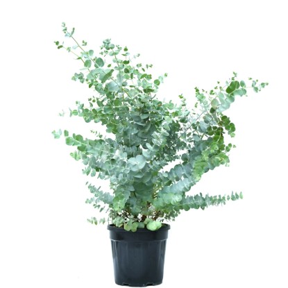 OBI Eukalyptus gunnii (Eukalyptus gunnii) "Azura" výška 50-60 cm, kvetináč 10l