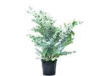 OBI Eukalyptus gunnii (Eukalyptus gunnii) 