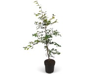 Landgard Buk lesný (Fagus sylvatica) výška 80-100 cm, 2 l, 50 ks