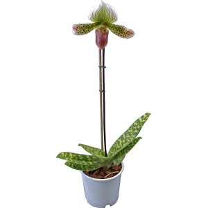 Papučka 'Pinocchio' v kvetináči, elegantná orchidea s fialovo-žltými kvetmi a bodkovanými listami.
