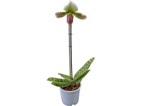 Črievičkovec 1-výhonkový 