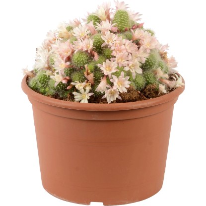 Mix kaktusov priemer kvetináča cca 20 cm