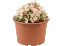 Mix kaktusov priemer kvetináča cca 20 cm