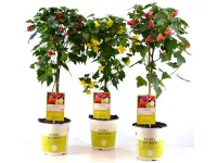 Mračniak (Abutilon) rôzne farby výška 65 cm, pr. 19 cm