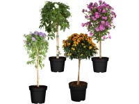 Landgard Rôzne druhy balkónových a záhonových rastlín na kmienku pr. 19 cm