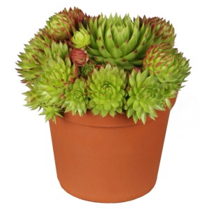 Zeleno-ružový skalník v kvetináči, cca 9 cm. Sempervivum do skaliek.