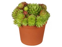 OBI Skalnica ružová priemer kvetináča cca 9 cm x 9 cm