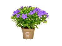 Zvonček rovnakolistý (Campanula isophylla) 