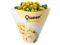 GROW by OBI Kolopejka vďačná (Kalanchoe) jednokvetá žltá 20-25 cm pr. 105 cm