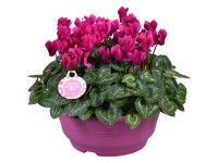 Cyklámen perský (Cyclamen persicum) miska pr. 23 cm