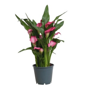 Kala s ružovými kvetmi v kvetináči, výška cca 30-50 cm.