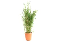 OBI Bambus (Fargesia murielae), vka 40 cm