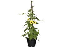 Landgard Thunbergie krídlatá (Thunbergia alata) výška 40-50 cm, pr. 17 cm