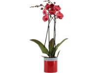 Orchidea motýľokvetá 2 výhonky v keramickom kvetináči priemer cca 12 cm