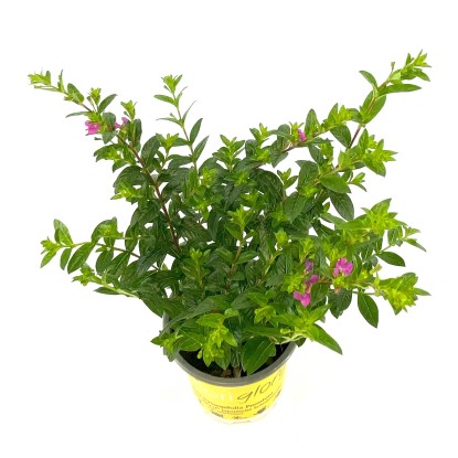 Landgard Japonská myrta (Cuphea hyssopifolia) "Flory Glory Twin" cca pr. 11 cm