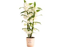 OBI Orchidea bambusová rôzne druhy, 50 cm, pr. kvetináča cca 12 cm