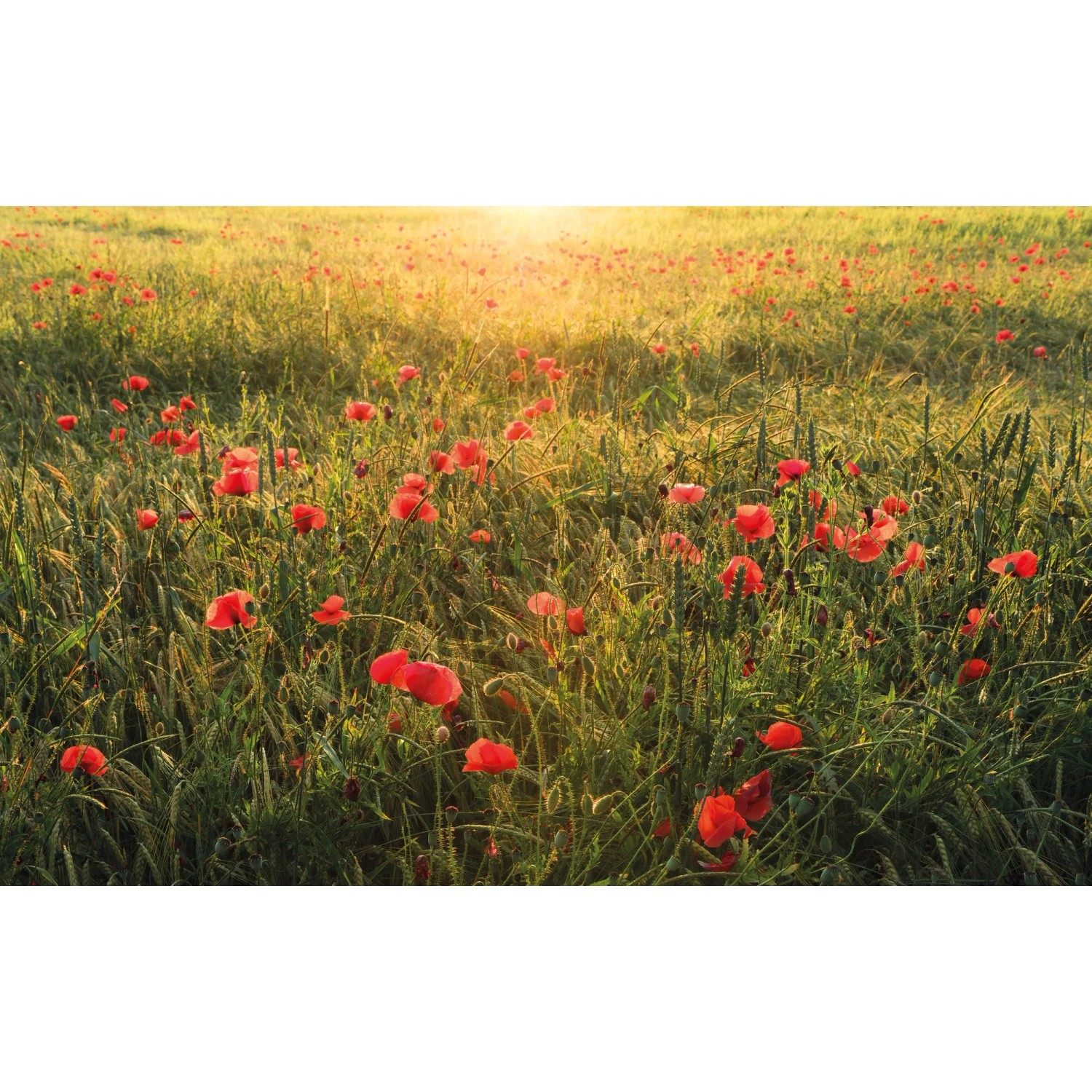 E-shop Komar Vliesová fototapeta Poppy World 450 x 280 cm