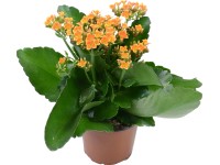 Kalanchoe oranžovo-žltá priemer kvetináča cca 10,5 cm