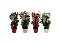 Royal Lemkes Mandevila (Mandevilla) rôzne farby výška 35-40 cm, pr. cca 17 cm