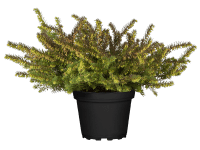 Landgard Vresovec darlejský (Erica darleyensis) mix pr. cca 12 cm