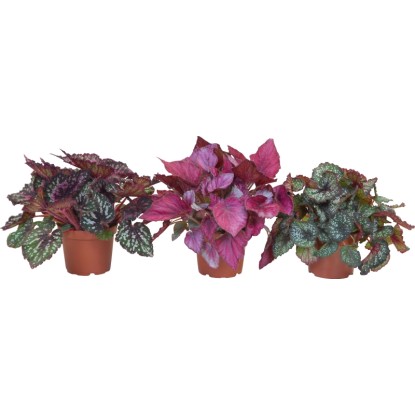 Begónia kráľovská v kvetináči s prebalom