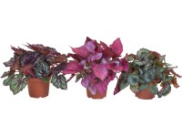 Begónia kráľovská v kvetináči s prebalom