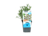 OBI Preslia ružová priemer kvetináča cca 9 cm