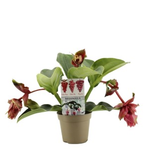 Medinilla magnifica Picc Dolce Rossa v kvetináči, izbová rastlina s ružovými kvetmi.