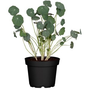 Kapucínka v kvetináči, výška cca 40-60 cm. Popínavá rastlina s okrúhlymi listami.