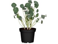 Landgard Kapucínka väčšia kanárska (Tropaeolum peregrinum) 40-60cm pr.13cm