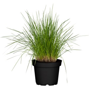 GROW by OBI Metlica trsnatá v kvetináči, okrasná tráva so zelenými steblami v čiernom kvetináči.