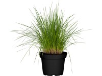 Grow by OBI Metlica trsnatá Deschampsia cespitosa skoro., pr. kv. cca 19 cm