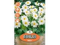 Cibuľka georgína (Dahlia) ''Sneezy'', 1 ks