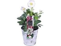 Čemerica biela v pozinkovanom kvetináči priemer kvetináča cca 12 cm