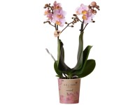 GROW by OBI Orchidea motýľokvetá (Phalaenopsis) Kolibri, ružová, pr. 9 x 35-40cm