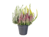 MONTANO Vres obecný (Calluna vulgaris) trio pr. cca 10,5 cm