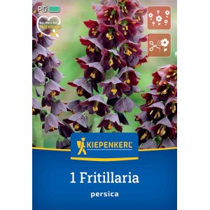 Kiepenkerl Kvetinová cibuľka Perzská koruna, purpurové kvety na dlhej stonke.