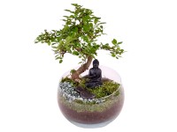 Aranžmán s bonsajmi figovníka v sklenenej nádobe, pr. cca 11 cm
