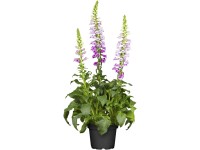 OBI Náprstník ružový priemer kvetináča cca 19 cm Digitalis