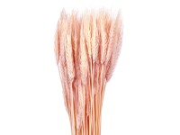 NOHEL GARDEN Sušená dekorácia Triticum - pšenica ružová 40 g