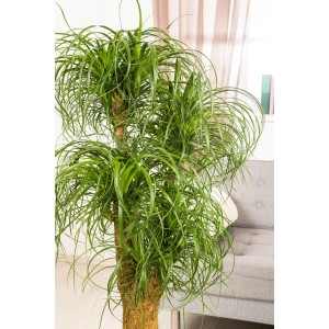 Slonia noha (Beaucarnea recurvata), výška cca 120-140 cm, v kvetináči. Izbová palma s dlhým, rozvetveným kmeňom a zelenými listami.