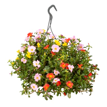 Portulaka veľkokvetá (Portulaca grandiflora), kv. cca 23 cm