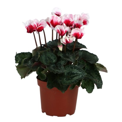 Cyklámen perzský (Cyclamen persicum) "Fuscion", 30-35 cm, pr. kv. cca 13 cm