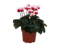 Cyklámen perzský (Cyclamen persicum) 