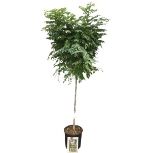 Guľový agát Umbraculifera polokmeň v kvetináči, výška cca 80 cm. Domáci strom s kompaktnou, guľatou korunou.